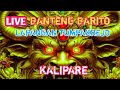 🔴LIVE SEKARANG BANTENG BARITO DI TUMPAKREJO