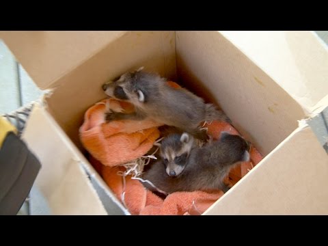 Three Baby Raccoons Rescued, Sent to Rehabilitation Service Three Baby Raccoons Rescued, Sent to Rehabilitation Service
