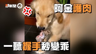 黃金獵犬見手靠近「嘴角顫抖護肉」 狗主人下令握手仍照做｜阿金｜寵物｜精選影片