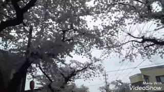 『桜』 青森市桜川 2017年4月26日(水)