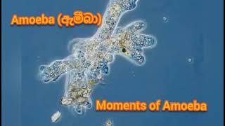 Moments of Amoeba || ඇමීබාගේ චලනය