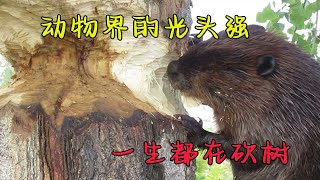 河狸2小时能啃断水桶粗的大树，为何宁愿被砸死也要坚持啃树修河坝？