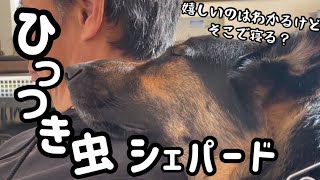 【ジャーマンシェパード】甘えん坊すぎてひっつき虫シェパードまろん。大好きなんだもん、仕方ないよね。。週に1回しか帰ってこないんだもんしょうがないよね。。。