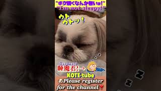 ”ボク!眠くなんか無いョ!“ #short #シーズー犬 #コテツ君 #睡魔 #sleepiness