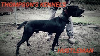 THOMPSON'S KENNEL GOING AS PLANNED