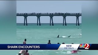 Volusia County records unusually low number of shark bites so far this year