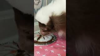 Gizmo's First Birthday! SKUNK Eats a CAKE! #shorts #skunks #throwbackthursday