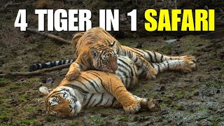 Bumper Sighting of 4 Tigers in Ranthambore Zone 1 | P8