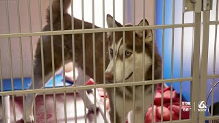 Pets transferred from LA shelters up for adoption at Woods Humane Society