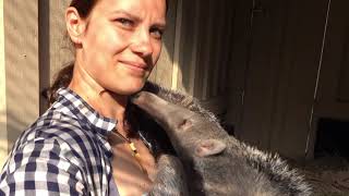 Breastfeeding Cats Indian Videos