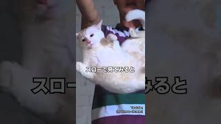 猫は着地に失敗しない？