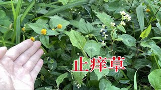 农村不起眼的“止痒草”，很多人一辈子不知道用途，赶紧认识一下农村不起眼的