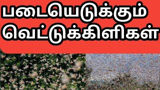 வெட்டுக்கிளிகள் படையெடுப்பு