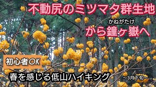 【不動尻のミツマタ群生地】春を感じる低山ハイキング【鐘ヶ嶽】【東丹沢】〜3月下旬〜