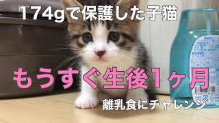 【保護子猫】174ｇだったなつめ、離乳食始めました　#保護猫