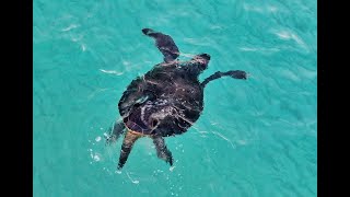 Huge Green turtles (Chelonia mydas) mate on the beach of Ronnas – Drone video –Karpasia, Cyprus 2023