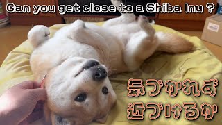 柴犬の寝息を録音しようとすると察知されてしまう\