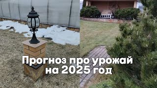 Что я приобрела для теплицы / Какой прогноз дают учёные про урожай в 2025 году