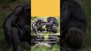 fact about Chimpanzees #shorts #viral