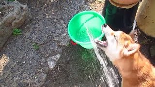 ハイテンション柴犬「植木の水やり大好き！」　High Tension Shiba Inu \