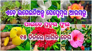 ୨୦ରୁ ଅଧିକ ଗଛର ଡାଳ ଏବେ ଲଗେଇନିଅନ୍ତୁ ll ସେପ୍ଟେମ୍ବର ମାସ ଆରମ୍ଭରୁ ପାଇବେ ଫୁଲ ll ୧୫ଦିନରେ ଆସିବ ଚେର ସବୁ ଡାଳରେ