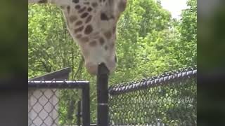 Giraffe sucking a thick rod