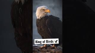 King of Birds 🦅 #youtubeshorts #viralvideo #shortsfeed #shortviral #shortvideo #1million