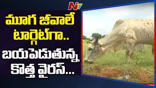 భయపెడుతున్న కొత్త వైరస్... మూగ జీవాలే లక్ష్యంగా దాడి ! | Sangareddy | NTV