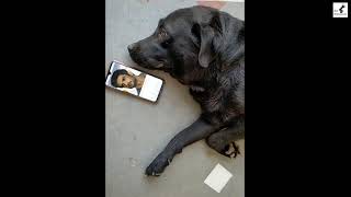 Sushant Singh Rajput Dog Video Playing With Sushant. RIP Sushant Singh Rajput LOVED His Dog Fudge😭😱😭