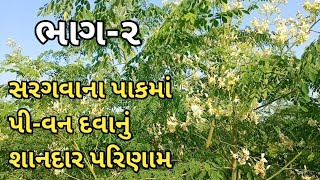 સરગવાના પાકમાં પી-વન દવાનું ખૂબ સારૂ પરિણામ | ખેડૂત અભિપ્રાય | હેલ્પલાઇન:-૯૭૧૪૩૦૨૧૨૨ / ૮૨૦૦૨૪૭૮૨૭ |