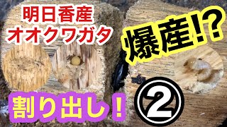 極太血統！爆産！山あり谷あり！奈良県 明日香産オオクワガタ割り出し②