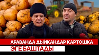 Араванда дыйкандар картошка эге баштады