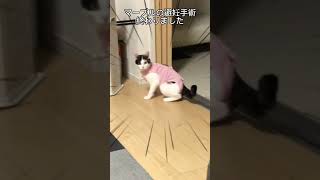 避妊手術後の三毛猫マーブル　Marble calico cat after spay surgery