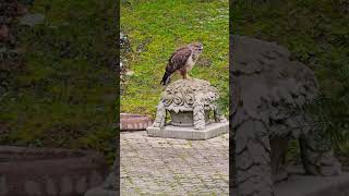 Common #buzzard is hungry and finds food