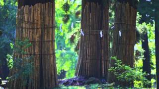 妙義神社　パワースポット（小鳥のさえずる早朝の2分間）