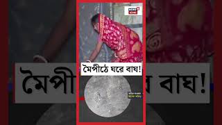 গৃহস্থের দুয়ারে বাঘের গর্জন! আতঙ্কে এলাকাবাসী | Tiger | #shorts