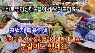 신안다육(010 2442 5669) 언박싱또는 군생다육 뽑아서 뿌리 확인해요  분갈이도 했어요 알레그로 퀸로즈 원종모닝라이트succulents  plant 多肉植物