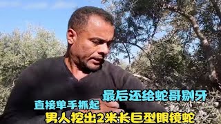 男人挖出2米长眼镜蛇，直接单手抓起，最后还给蛇哥剔牙！