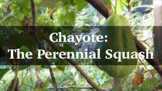 Chayote: The Perennial Squash