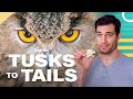 Owl Eyes Are Shaped Like Tubes, Here's Why