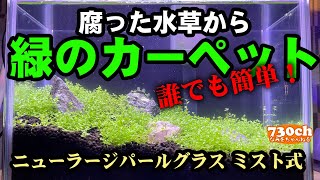 腐った水草から緑の絨毯！コツさえ学べば誰でも簡単にできますよ〜！