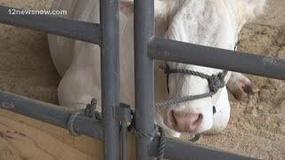 Lumberton students unable to show livestock as Rodeo Houston cancels remaining events