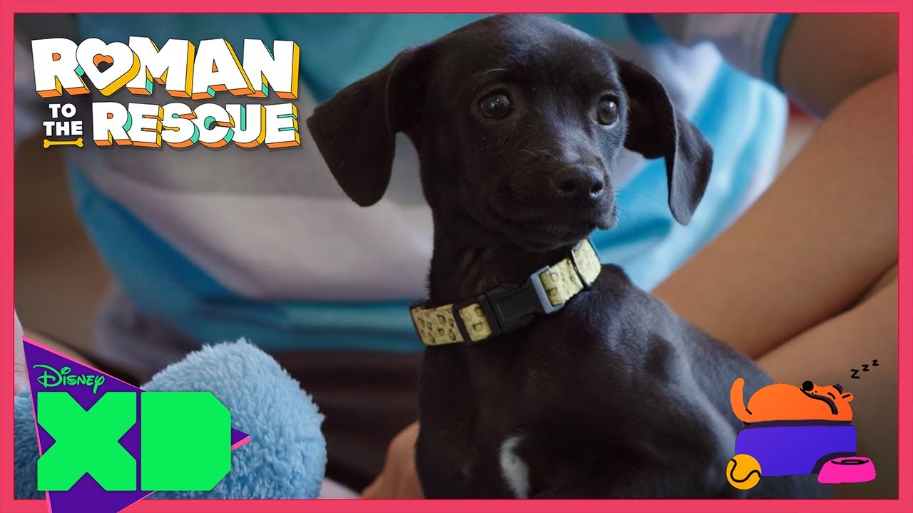 Miss Kitty's Adoption | Roman To The Rescue | @disneyxd X @TheDodoKids ...