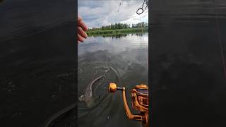 Ładny sum z Odry #fishing #wędkarstwo #sum #youtubeshorts #vagnerfishing #kołowrotek #reels