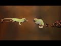 emancipator u0026 9 theory chameleon