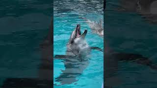 名古屋港水族館 かわいいハンドウイルカ(bottlenose dolphin)