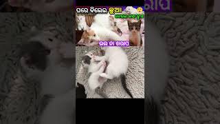 ଘରେ ବିଲେଇ ଛୁଆ ଜନ୍ମ କଲେ କଣ ହୁଏ ।  bilei / rdq voice । #shorts #short #ytshorts #odiashorts