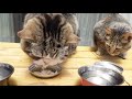 バーベキューを楽しむねこ。 cats enjoy barbecue.