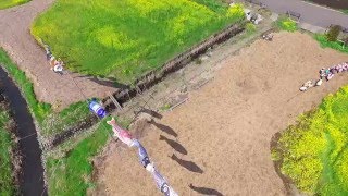 鶴ヶ島市高倉（春ー菜の花畑と鯉のぼり）　菜の花畑をドローンで空撮しました