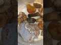 Cleaning Agates and Rocks with Citric Acid! Rockhounding